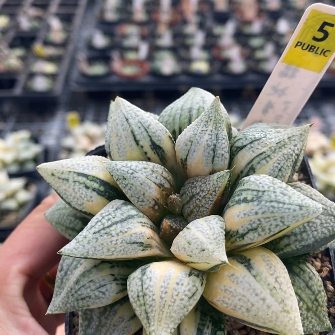 不开花植物5尖叶白银十二卷多肉植物