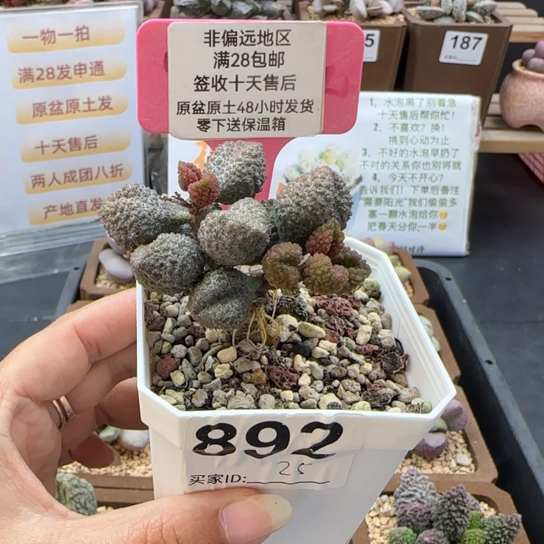 892荔枝皮多肉植物