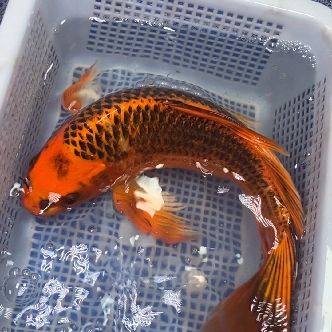 海水鱼冷水锦鲤包邮