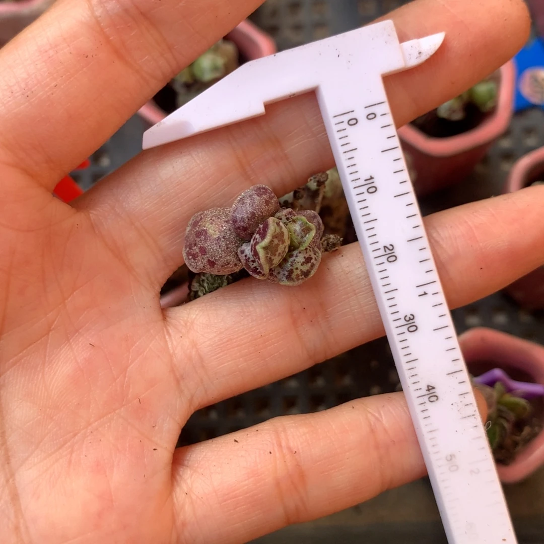 鹿***酱凯蒂猫 小书肉奶酪多肉