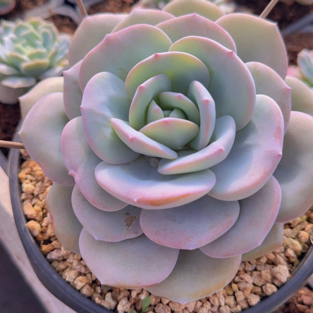 【闪购商品】单头奶茶