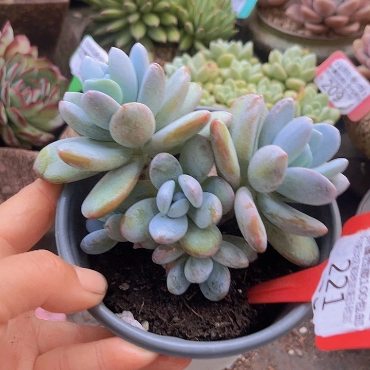 221雪美人。