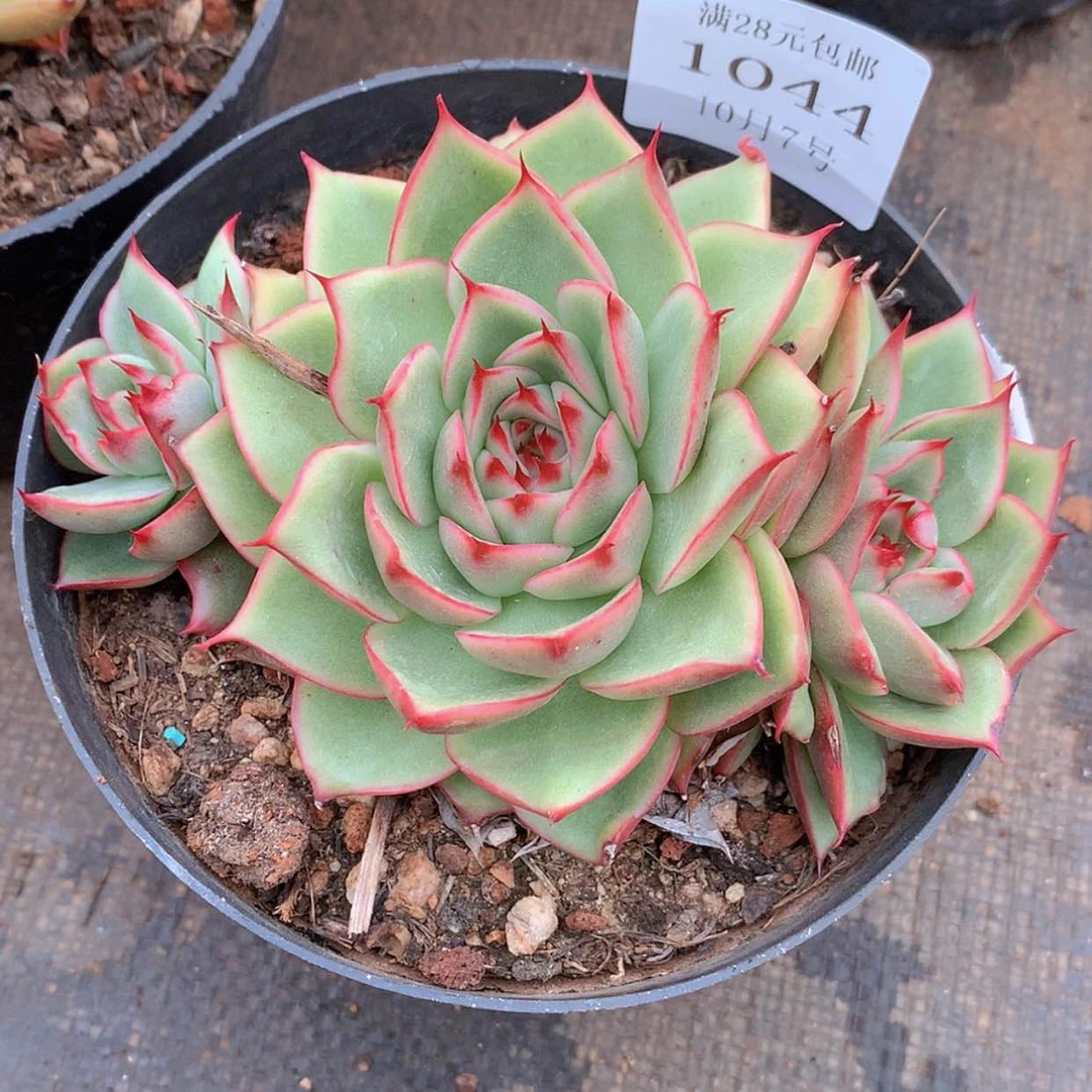 【闪购商品】云1044号
