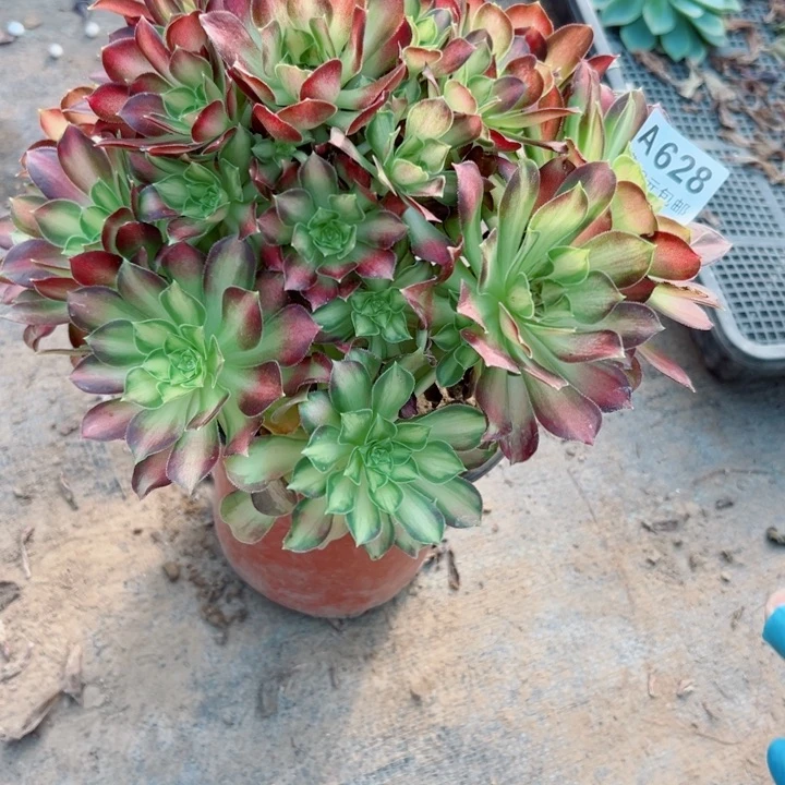 628韶华多肉植物