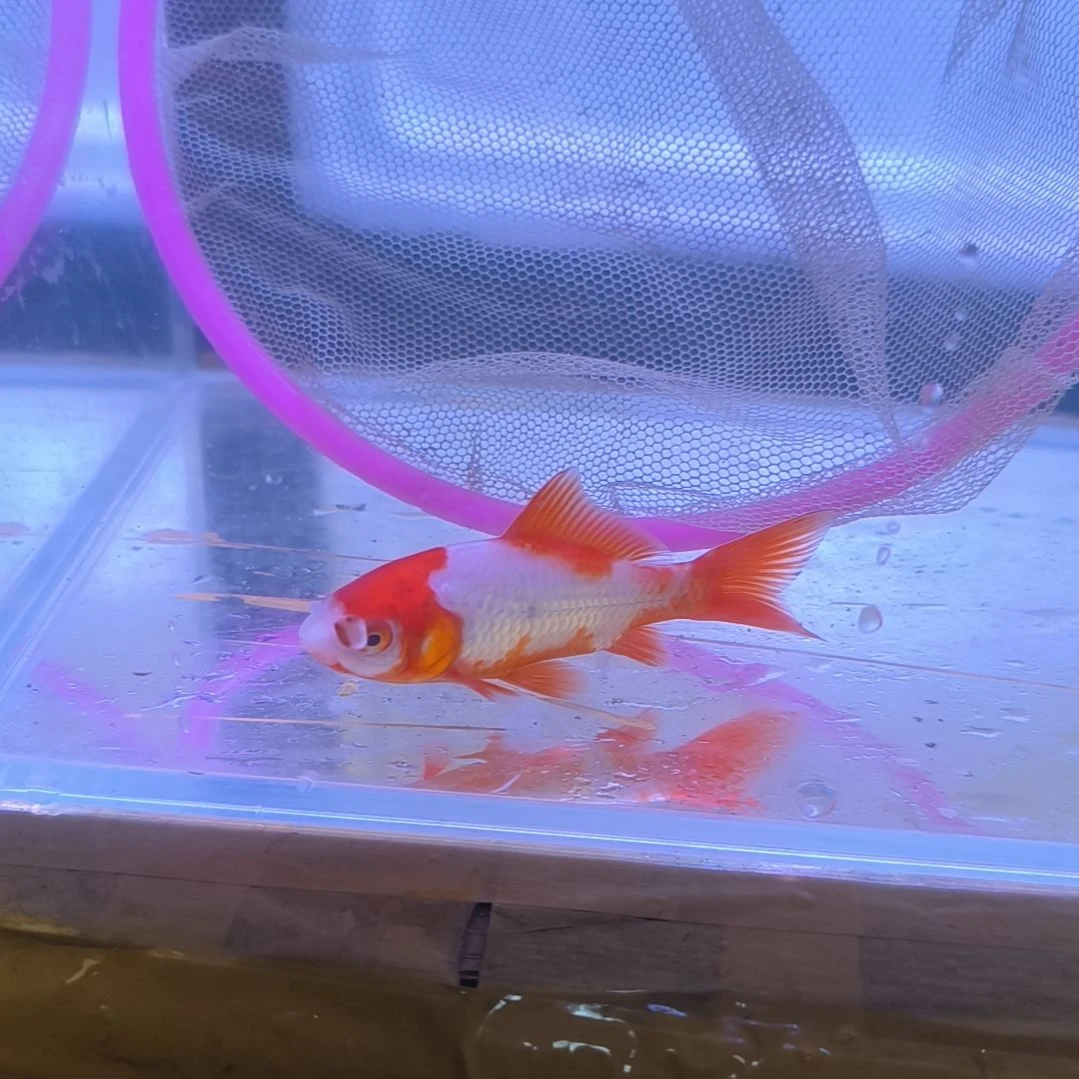 金鱼品相自鉴全场包邮