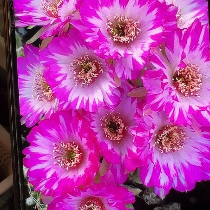 妖碟侧芽3公分丽花20包邮）