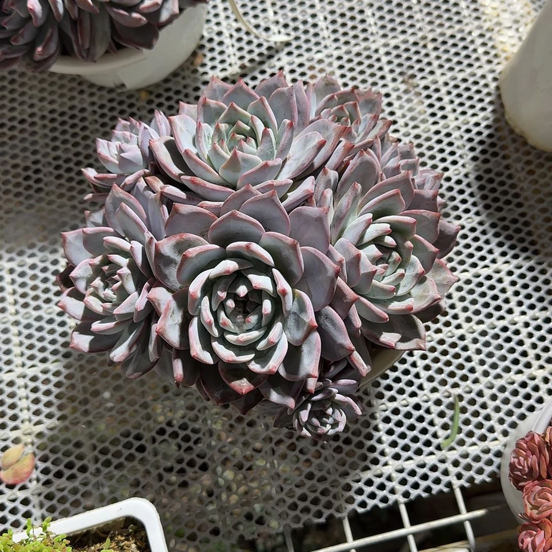 粉蓝鸟大号多肉植物