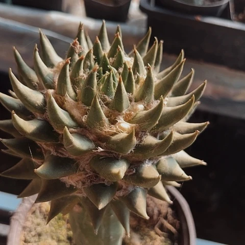 当前无花栽培后可以开花仙人球