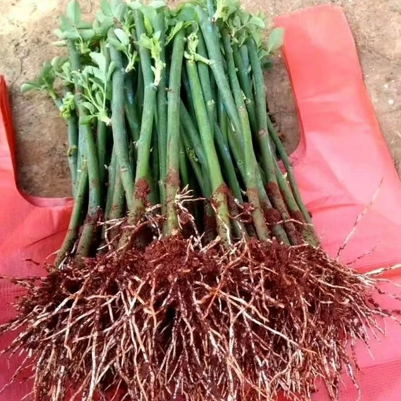 云南直发无刺蔷薇小苗四季开花爬藤蔷薇花苗盆栽