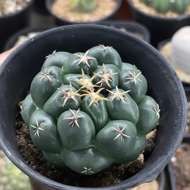 短刺象牙实生仙人球