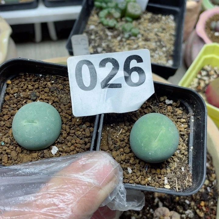 珍**颗026两颗带盆鸽子蛋
