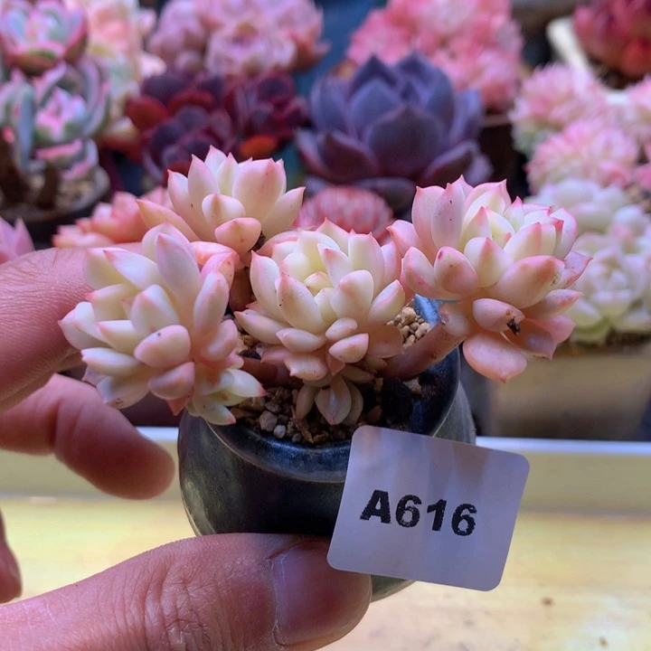 一物一拍满38包邮A616