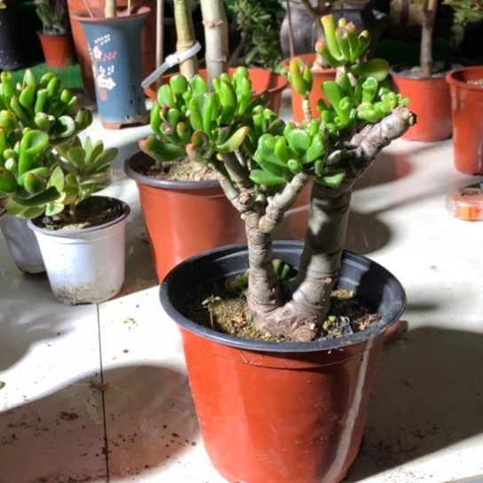 啊*C67马蹄盆景脱土发