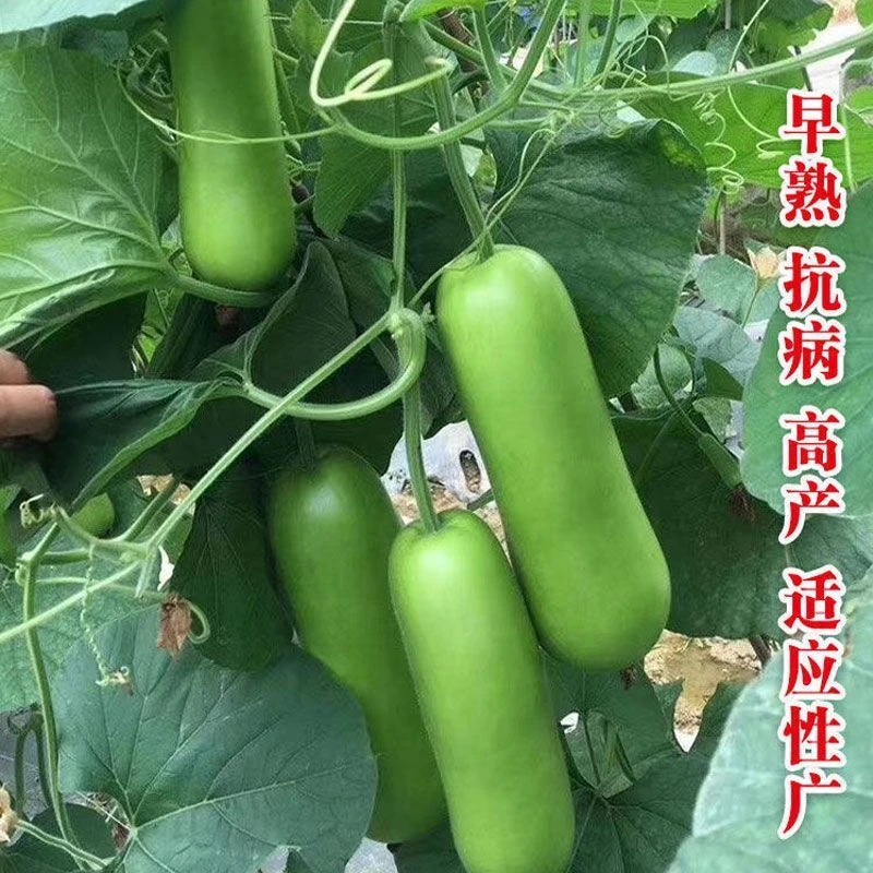 四季种植清香短瓠瓜种子短蒲瓜种籽甜瓠子瓜菜葫芦短棒农蔬菜种子