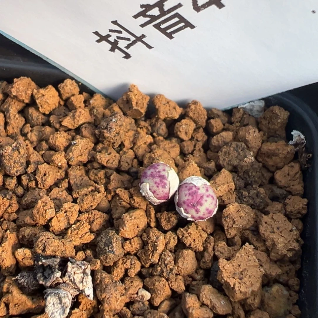 4-47肉锥多肉植物，