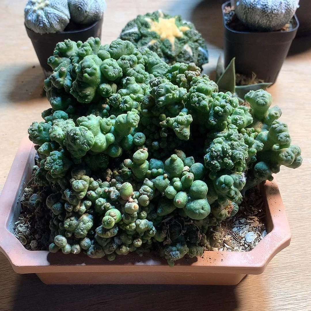 短毛丸石化