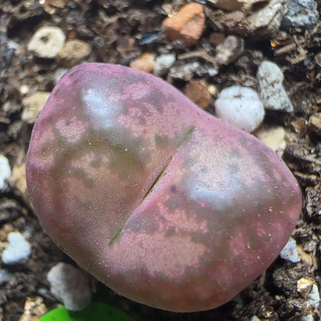 杂交漂亮多肉植物982