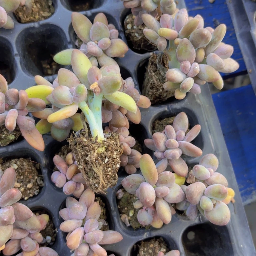 芒果奶群多多缀一颗