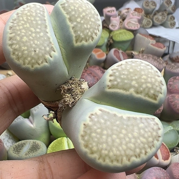 4727开播福利茶福来