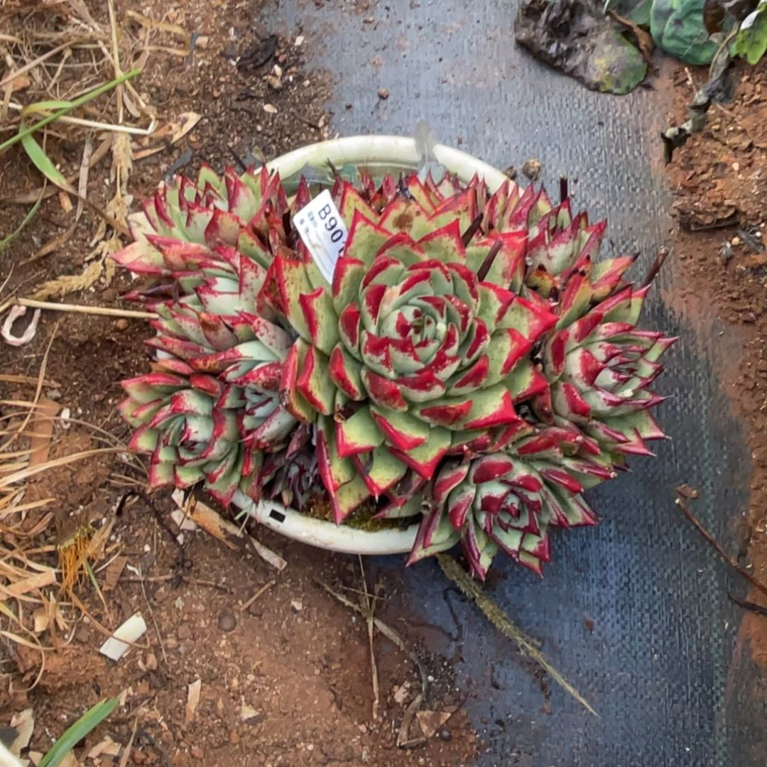无花朵若如东云组拍B901