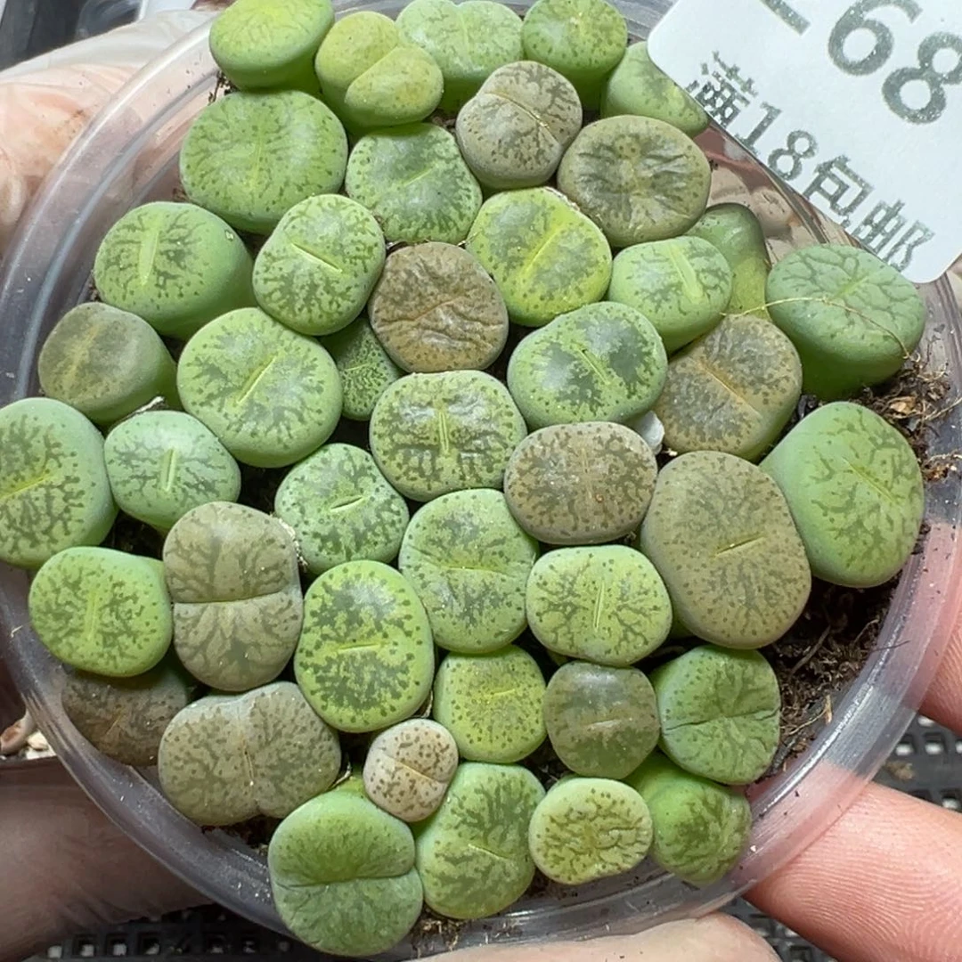 【闪购商品】268……