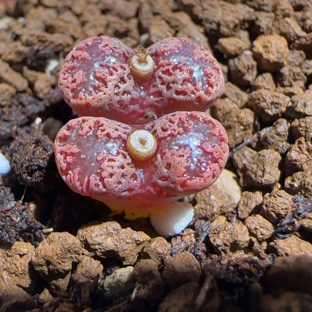 肉锥多肉植物组合-3km勋章333