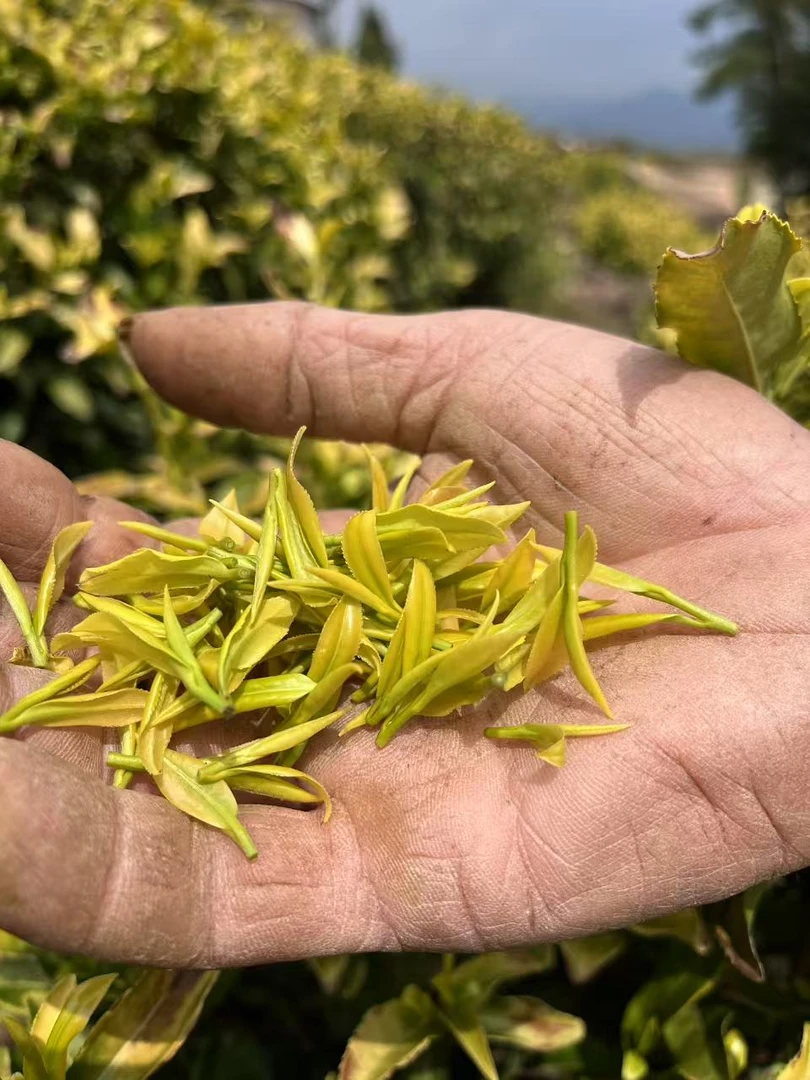 【特惠黄金芽】2025年新茶绿茶春茶明前茶自家茶园茶友一壶好茶