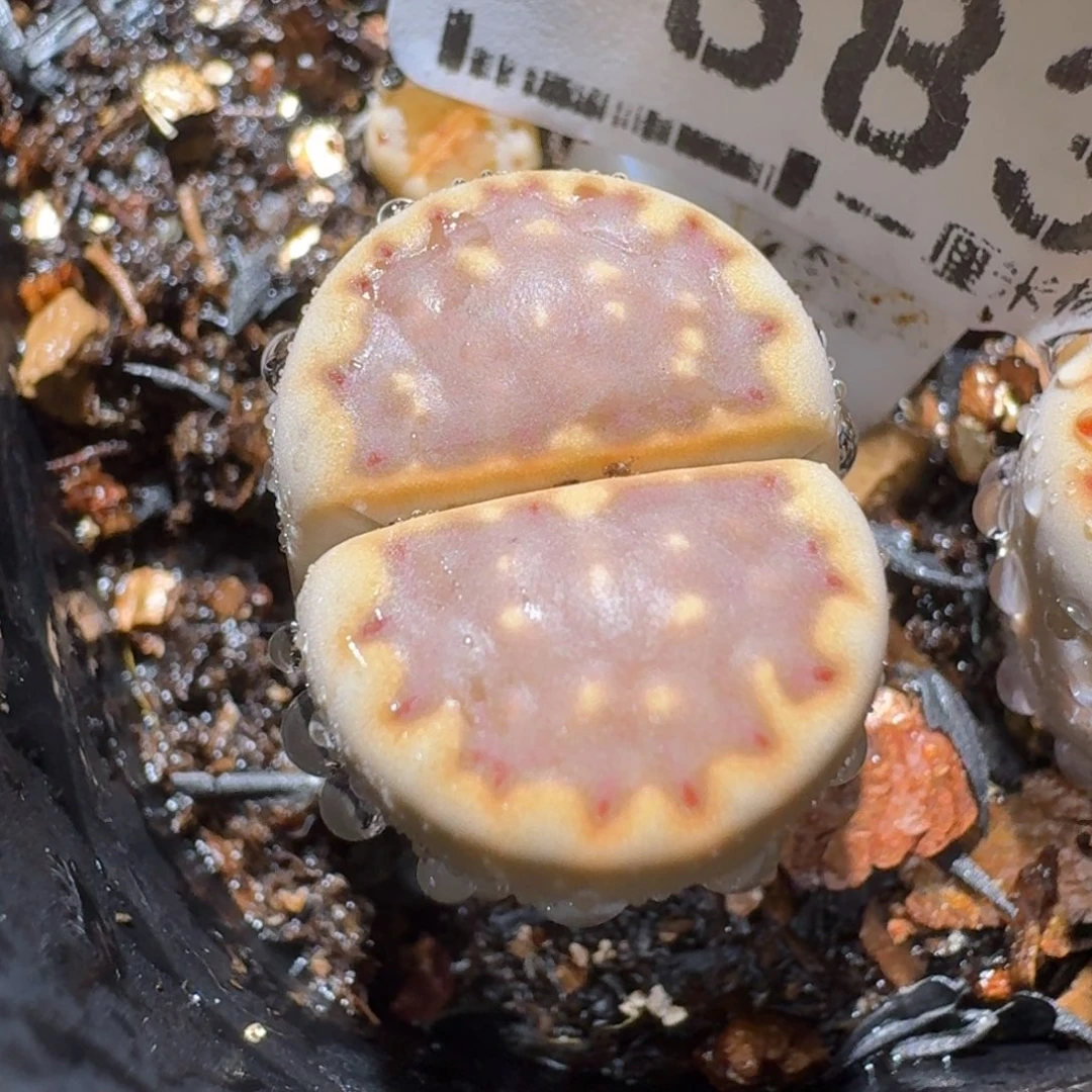 老板亏本便宜卖883