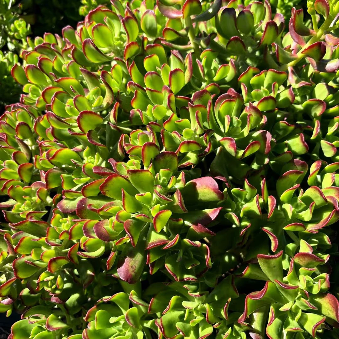 达摩摇钱树 好种好养新手必备老手必备