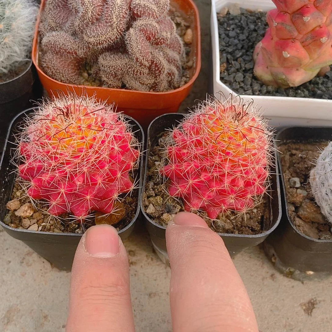 红娜丸两个一物一拍，