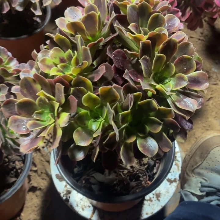 欧佳丽一棵脱土发货