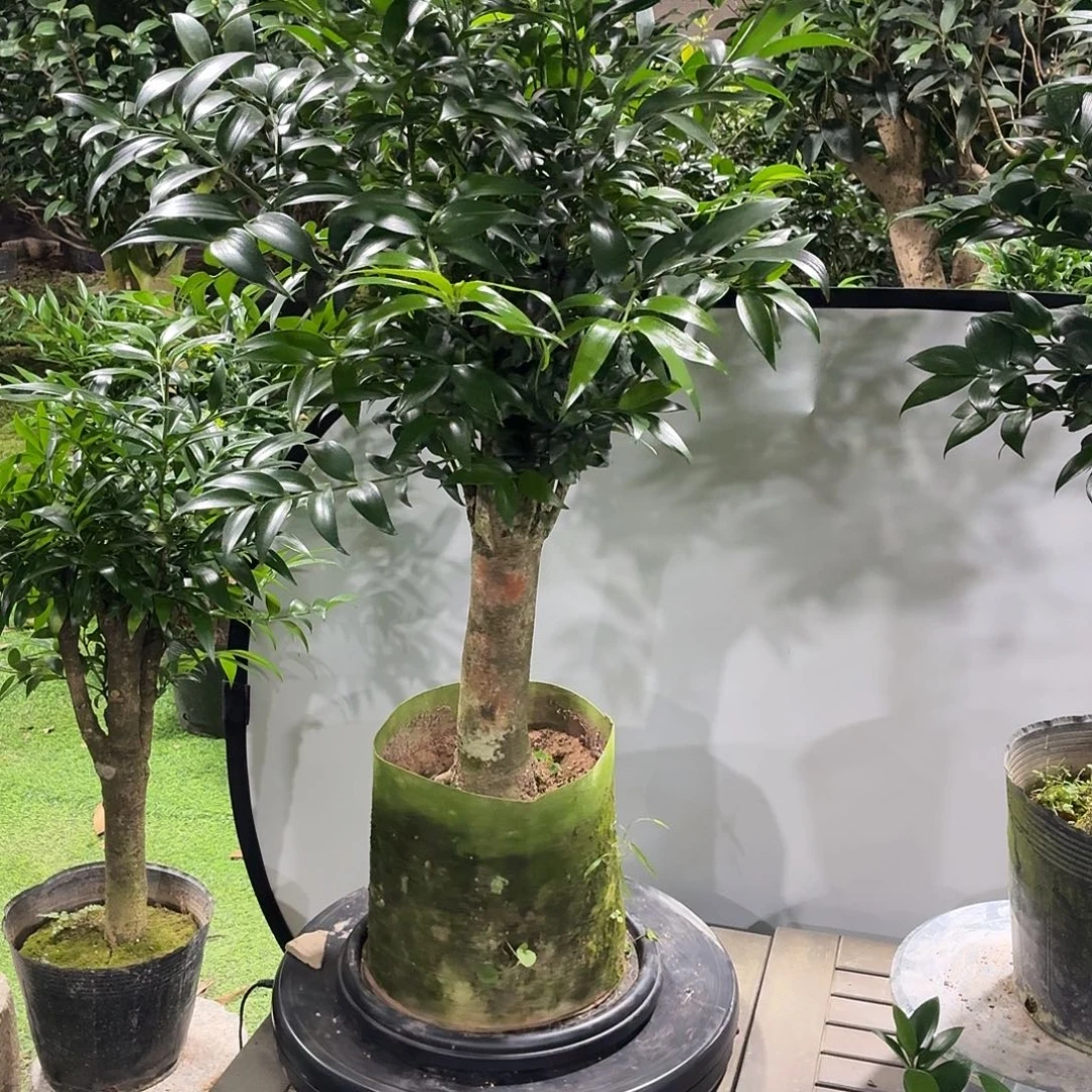 完全开放竹柏老桩一物一拍顺丰包邮