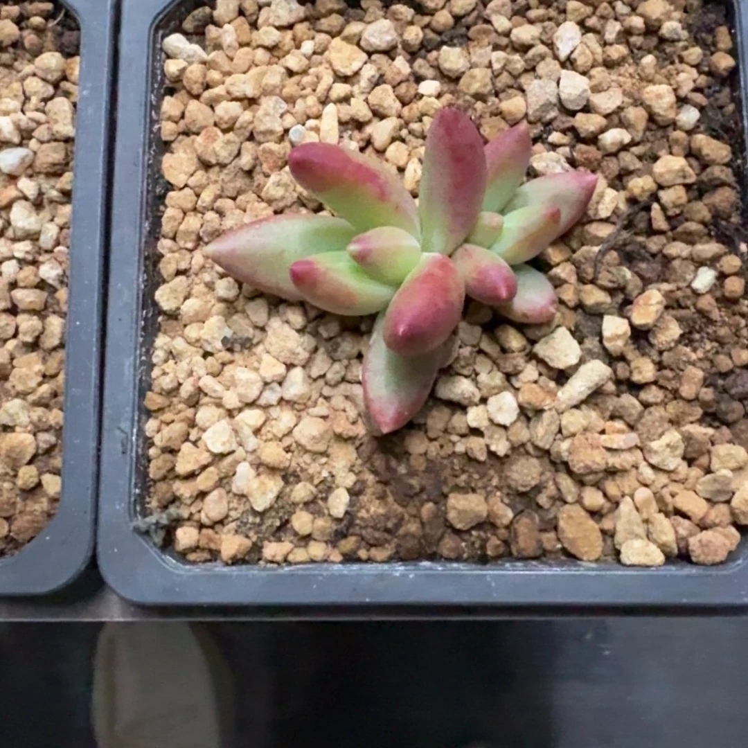 朵唯菲 红体 一物一拍