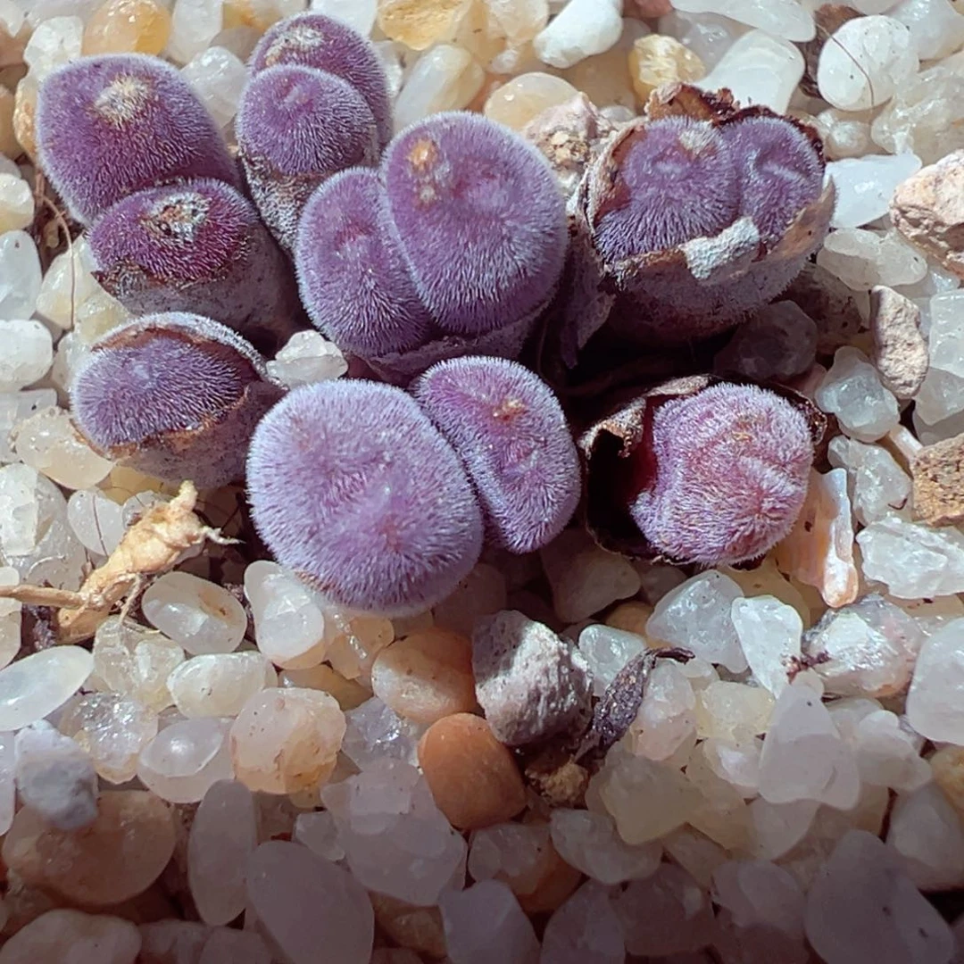 1231-549多肉多日猕猴桃