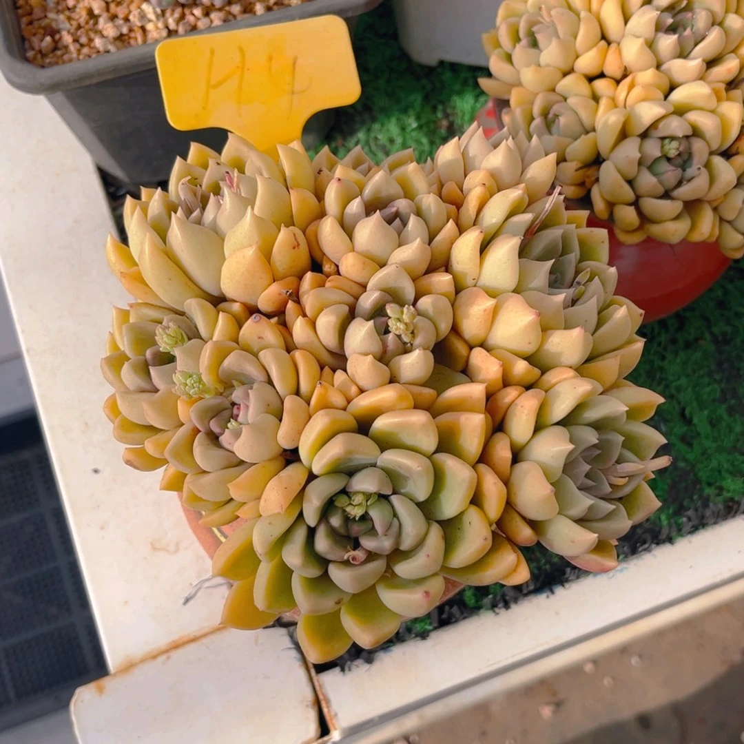 精*H4dfghhhhhhhhbbbj