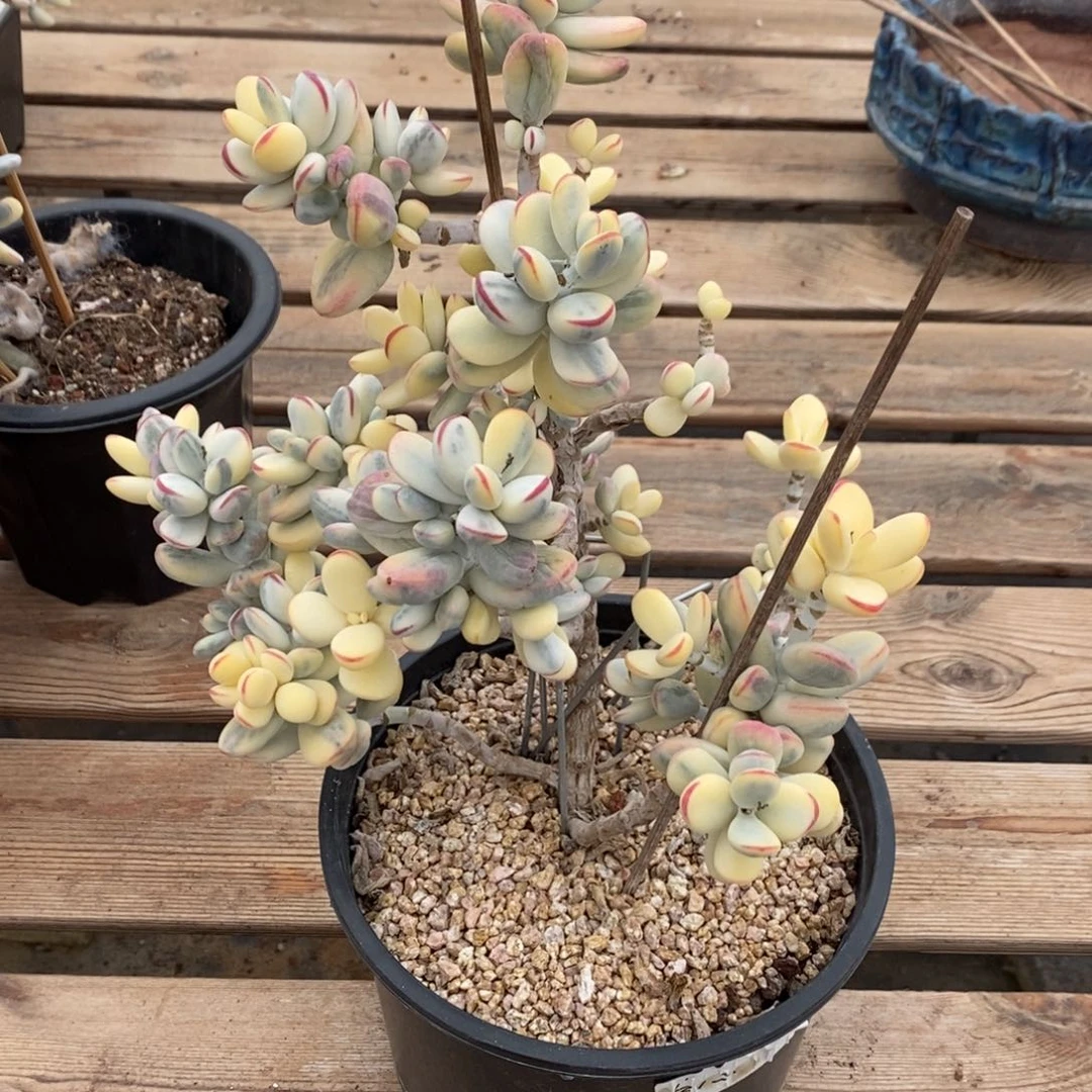 福娘锦多肉植物9065