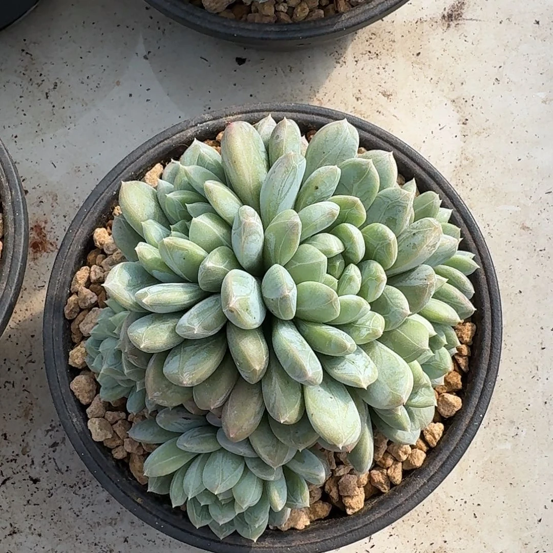 百搭翡翠。   多肉。