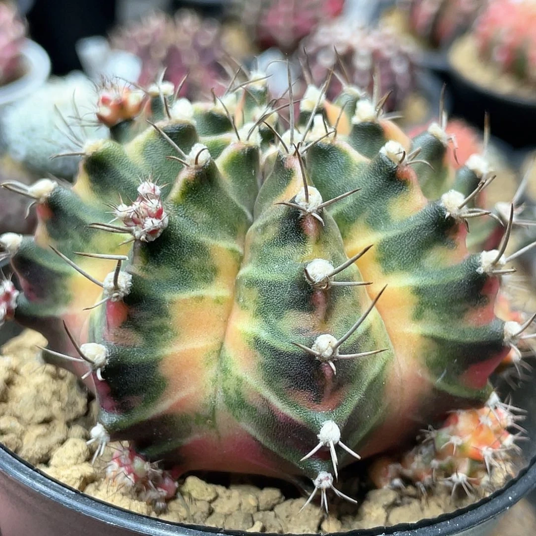 泰系实生，臀锦虎斑棱背锦