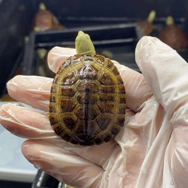 花***冉母宠物龟4.7厘米错甲