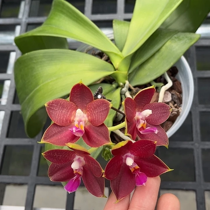 完全开放4.5寸杯BKH2119