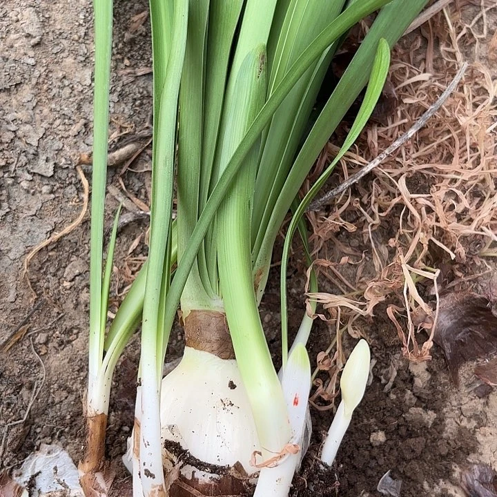 无花朵知***，白鬼包对版1602