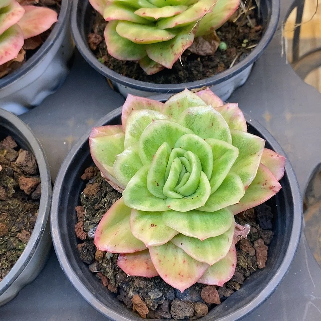 团。冰玫瑰锦。福利多多