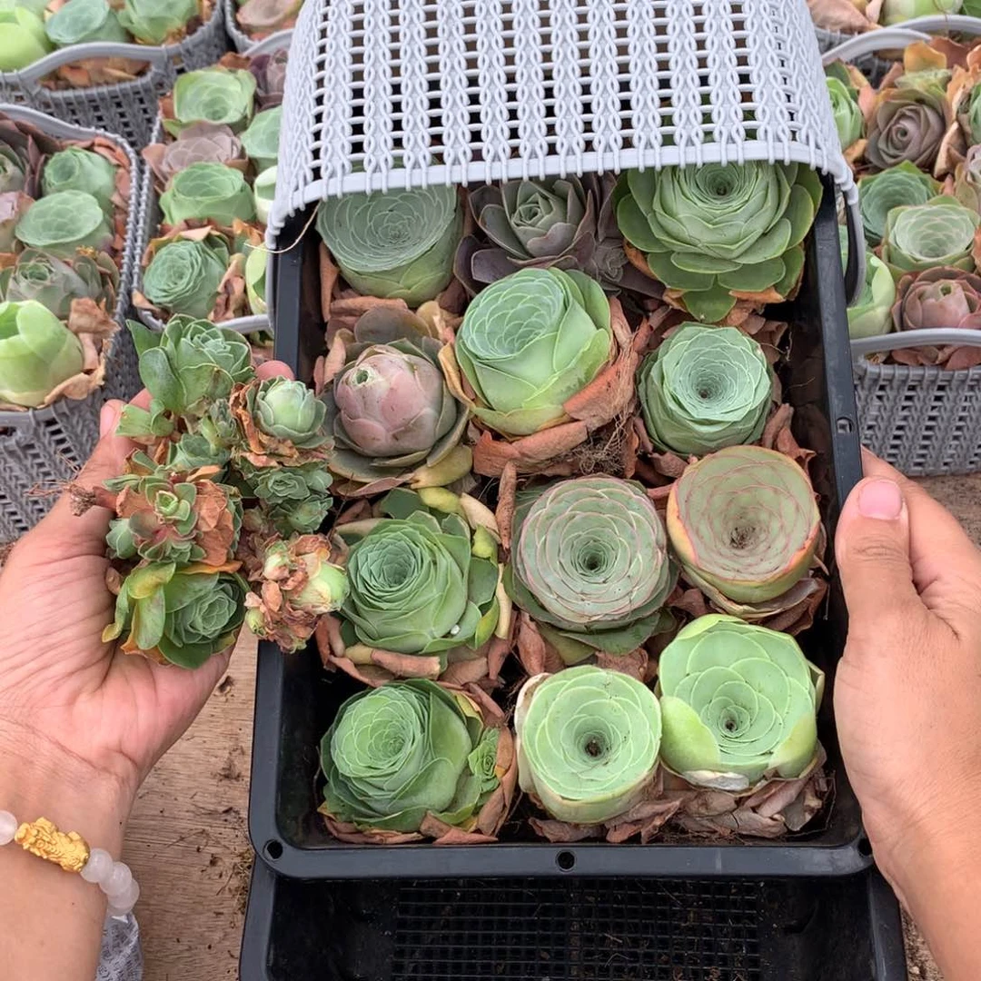 一篮新手套餐山地玫瑰量拍