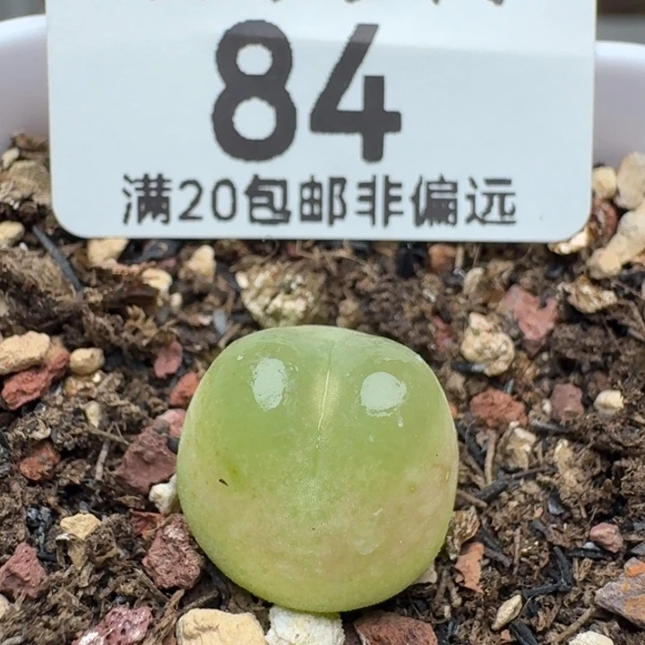 拉登1.2➕带盆土1200