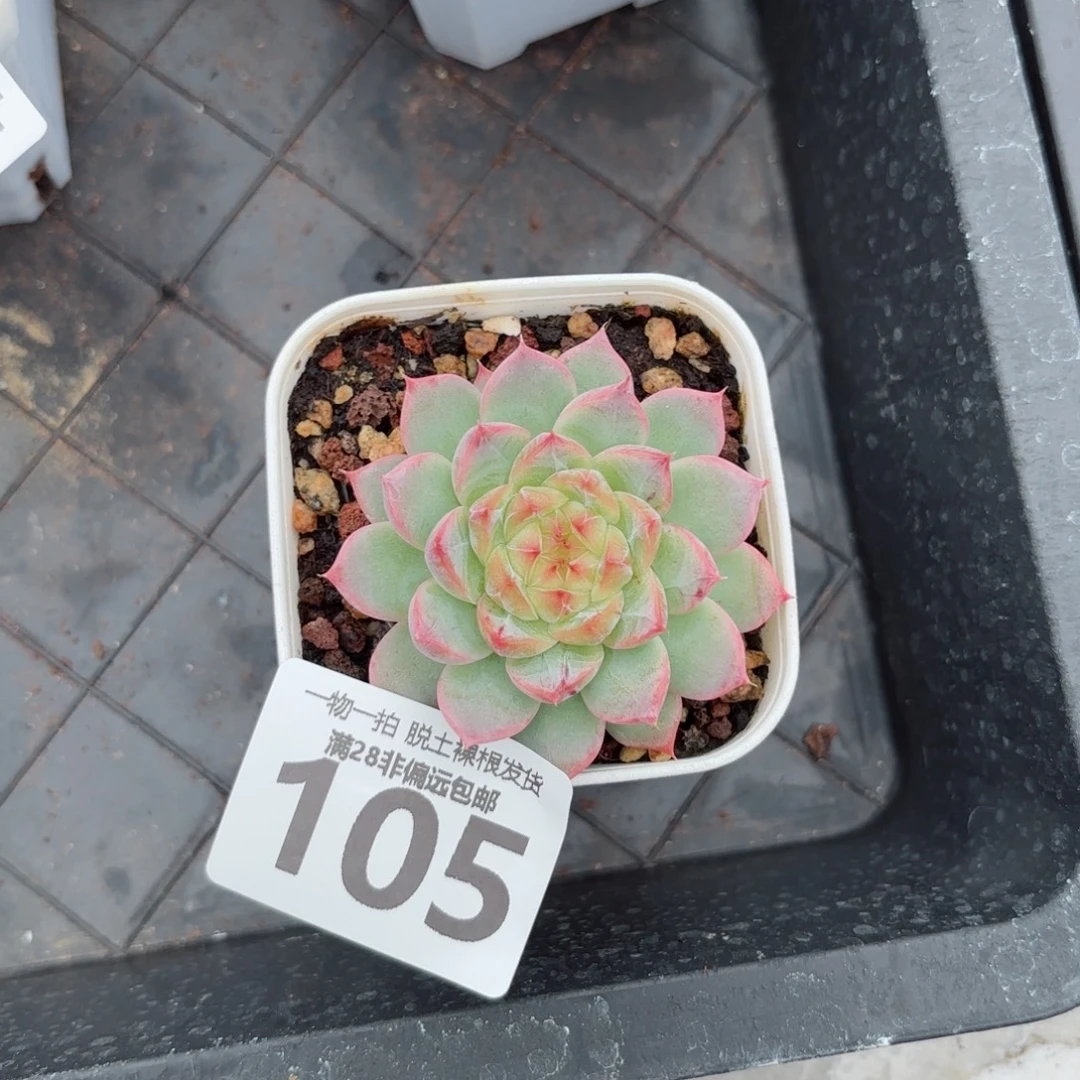 优选珍妮无盆土发货