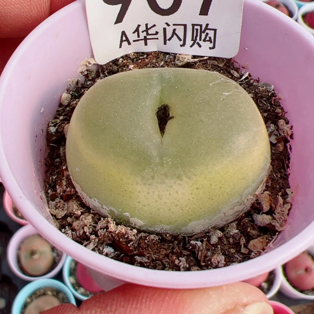 小***粉我很喜欢这个A907