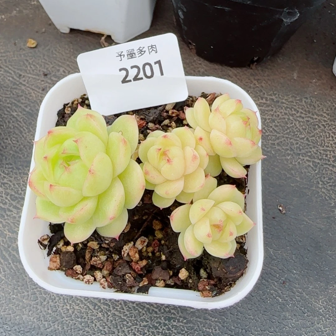 冰云群，2201多肉植物