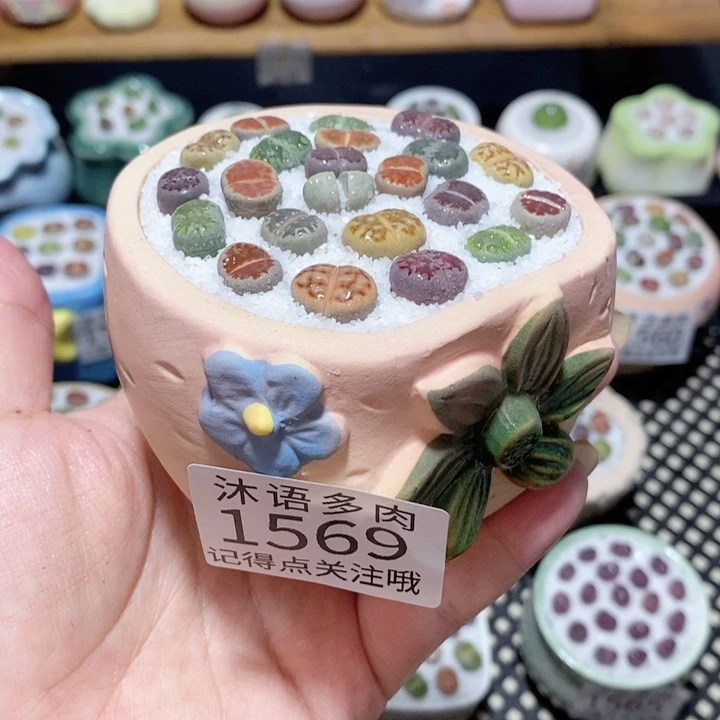 带盆土植物 一物一拍1569