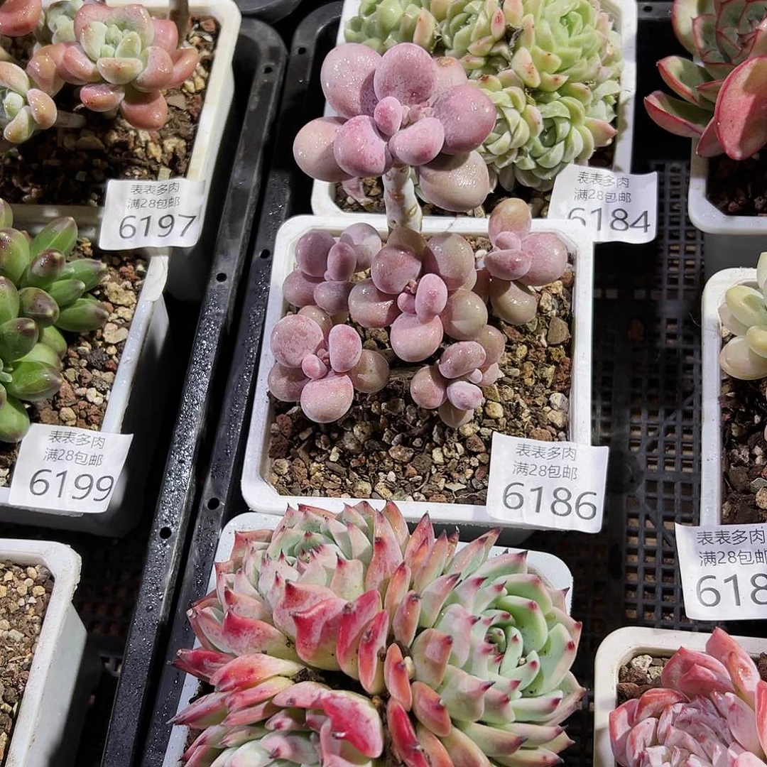 9号可*屁我们的确是一6186