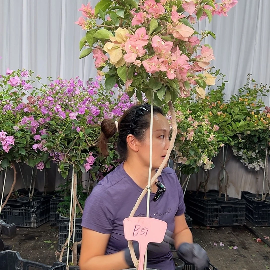 H***i当前无花栽培后可以开花B57卡亚塔